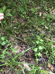 Poa saltuensis