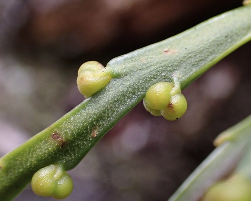 Image of Flat Fork Fern (Psilotum complanatum) by (c) Thomas Irvine, some rights reserved (CC BY)