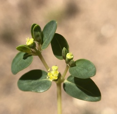 Euphorbia ocellata
