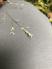 Poa saltuensis