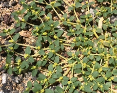 Euphorbia ocellata