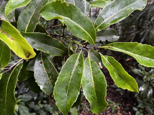 Helicia rengetiensis, photograph 4