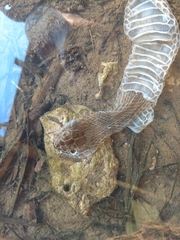 Nerodia erythrogaster