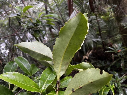 Helicia rengetiensis, photograph 5