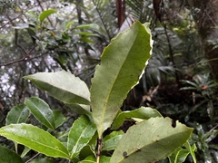 Helicia rengetiensis, photograph (c) 黃美滿, some rights reserved (CC BY)