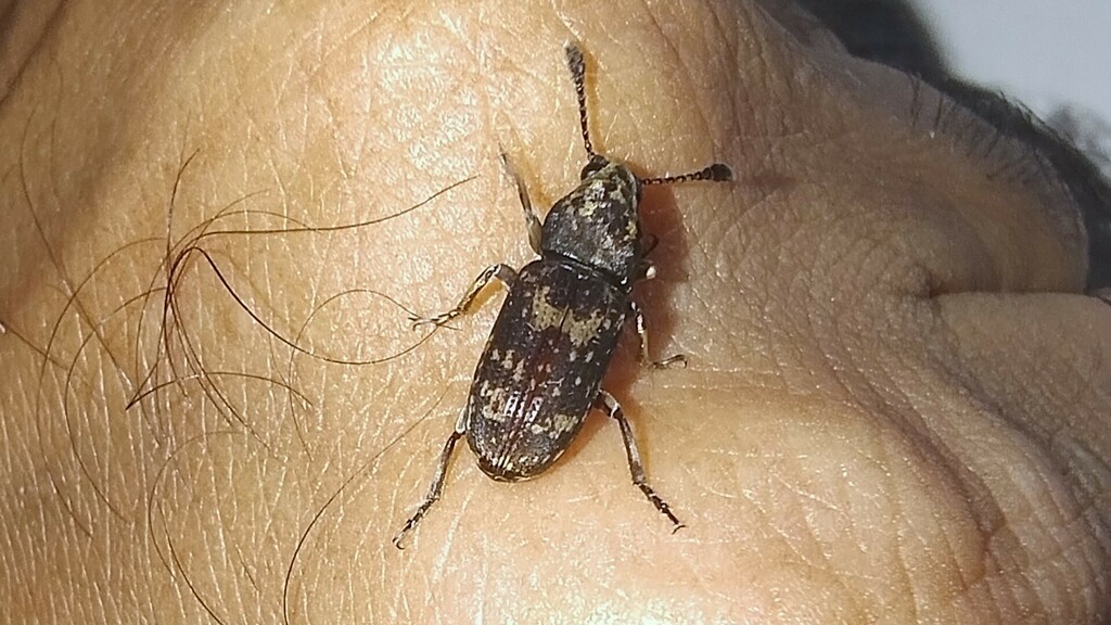 Haathi Insect Basitropis hamata from Bilkeshwar Colony, Haridwar, Uttarakhand 249401 ...