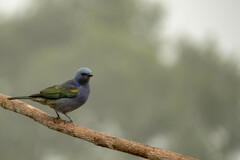 Golden-Chevroned Tanager photo 4