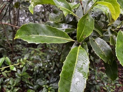 Helicia rengetiensis, photograph (c) 黃美滿, some rights reserved (CC BY)