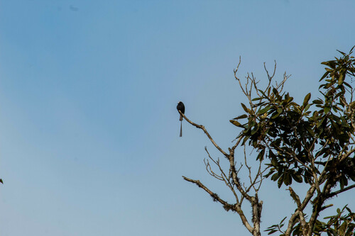 viuvinha (Colonia colonus)