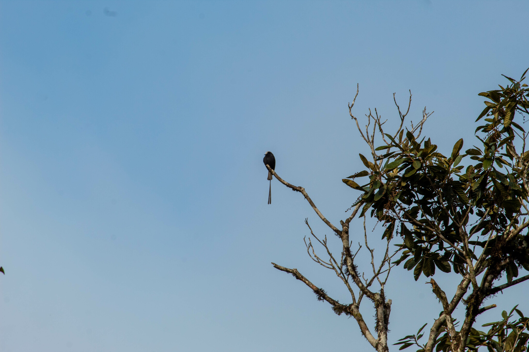 Long-tailed Tyrant (Colonia colonus)