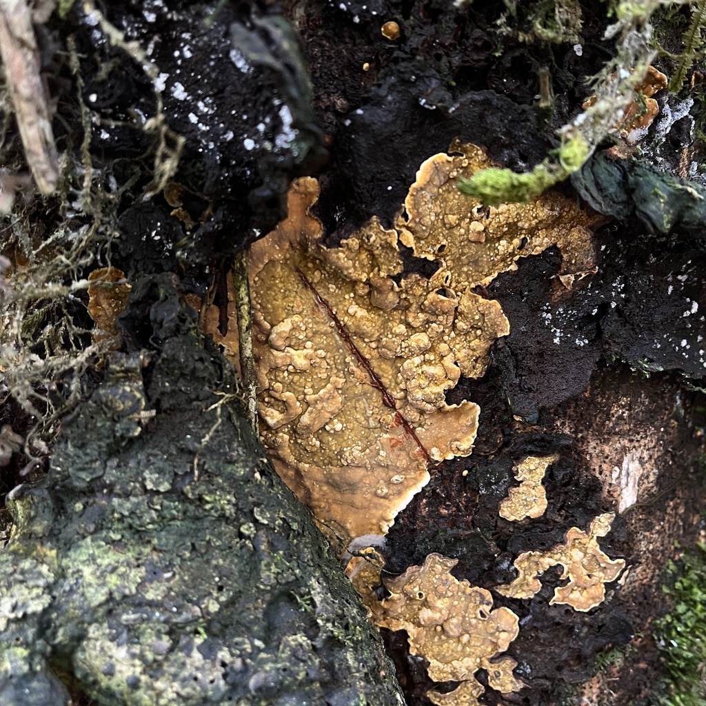 Stereum greslebiniae · August 2024 · photo: © cristianriquelme (iNaturalist, cc-by)