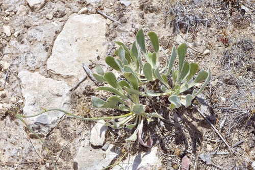 Irion County Buckwheat (Eriogonum nealleyi)
