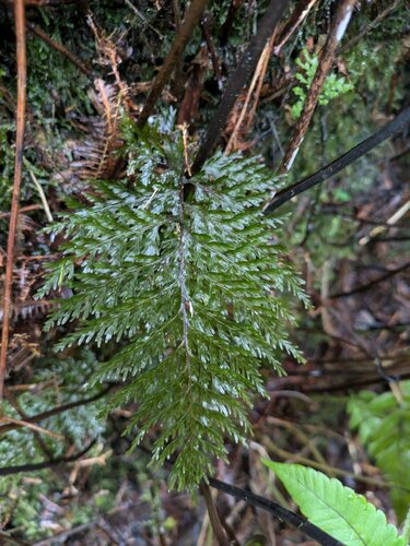 Callistopteris baldwinii observed 2024-08-16