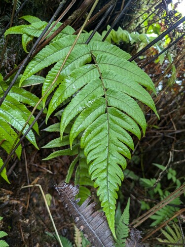 Polycarpa observed 2024-08-16