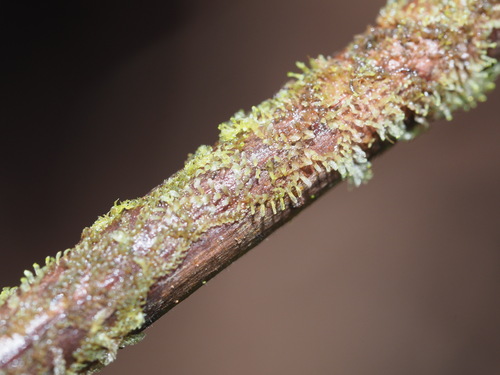 Cololejeunea hildebrandii observed 2024-08-16