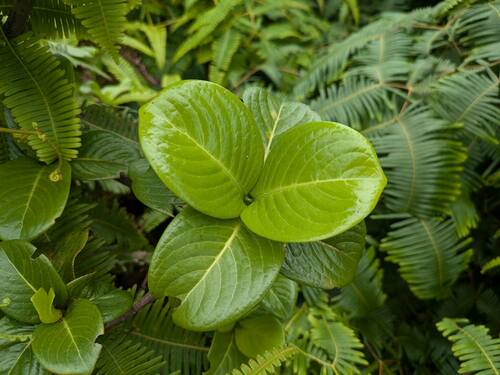 Psychotria fauriei observed 2024-08-16