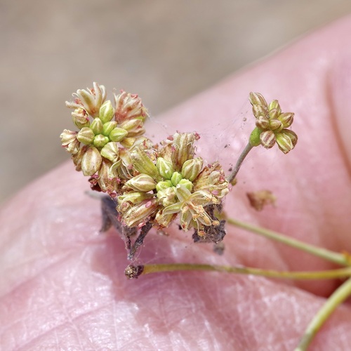 Image of Eriogonum nealleyi by (c) Michelle W. （鍾偉瑋）, some rights reserved (CC BY)
