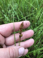 Carex sartwellii