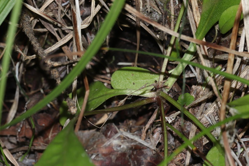 Image of Crepis runcinata by (c) Dustin Snider, some rights reserved (CC BY)