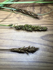 Carex sartwellii