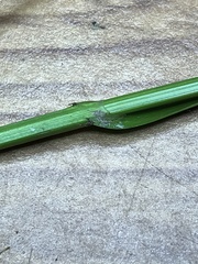 Carex sartwellii