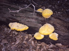 Aurantiporus croceus