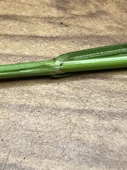 Carex sartwellii