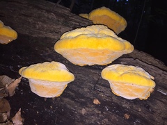 Aurantiporus croceus