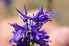 Delphinium peregrinum