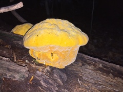 Aurantiporus croceus