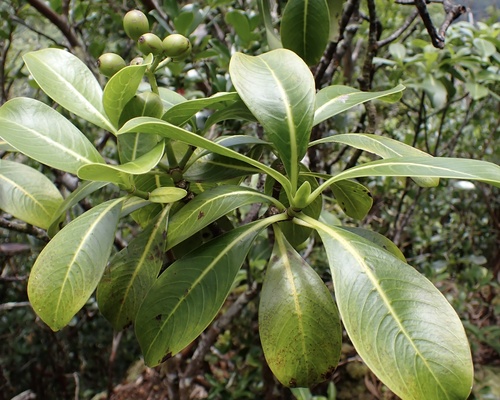 Psychotria mariniana (Cham. & Schltdl.) Fosberg