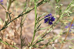 Delphinium peregrinum