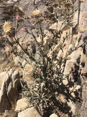 Cirsium arizonicum