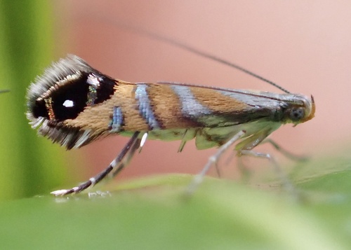 Philodoria splendida