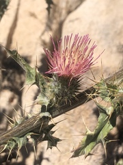 Cirsium arizonicum