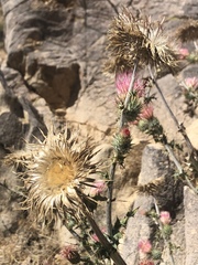 Cirsium arizonicum