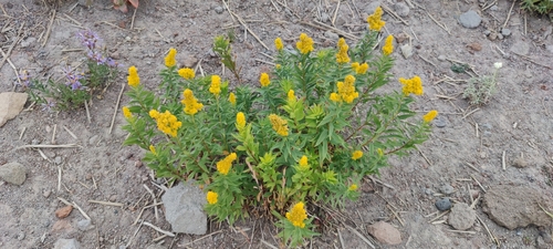 Image of Solidago elongata by (c) Katherine Scott, some rights reserved (CC BY)