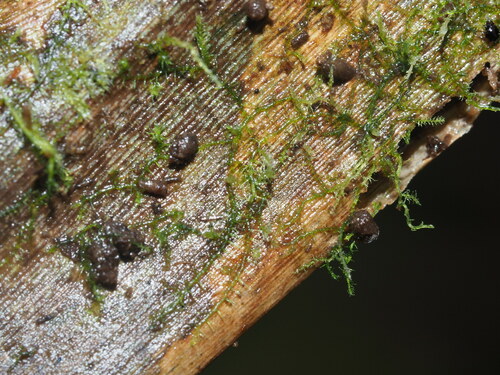 Image of Telaranea nematodes by (c) Kevin Faccenda, some rights reserved (CC BY)