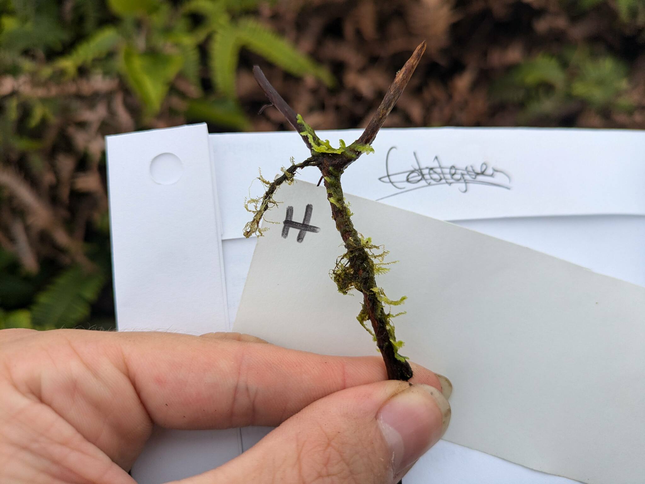 Compost Plant Spore Radula cordata - Growing Guide & Care Tips | BioGardens.org