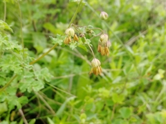 Thalictrum foetidum