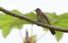 Brownish Elaenia photo 3