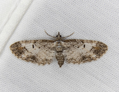 Eupithecia graefii