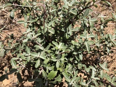 Ceanothus pauciflorus
