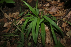 Carex laxiflora