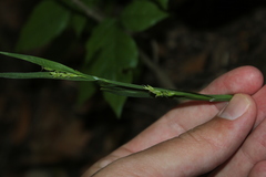 Carex laxiflora