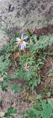 Image of Cascade Aster (Doellingeria ledophylla) by (c) Katherine Scott, some rights reserved (CC BY)