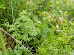 Thalictrum foetidum