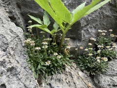 Angelica scabrida