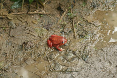 Dyscophus antongilii