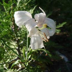 Lilium washingtonianum